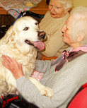 Hundebesuchsdienst