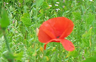 seltene Krankheiten